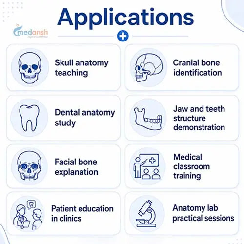 skull anatomy model 