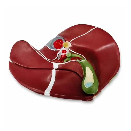 small diseased liver model 