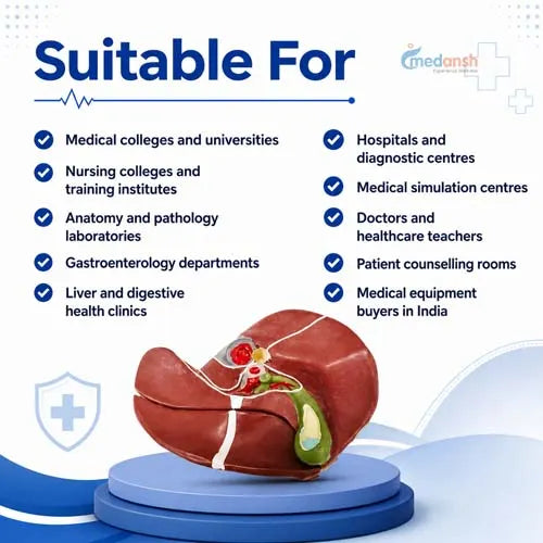 small diseased liver model 