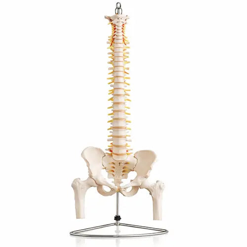 spinal model
