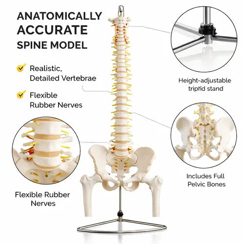 spinal model