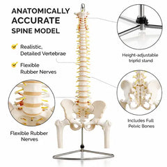 spinal model