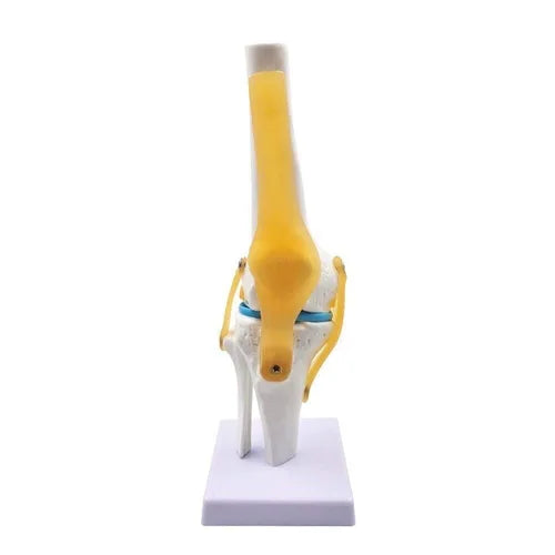 _spine-knee-shoulder-model