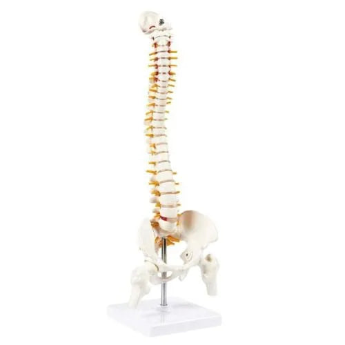 _spine-knee-shoulder-model