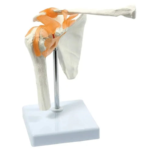 _spine-knee-shoulder-model