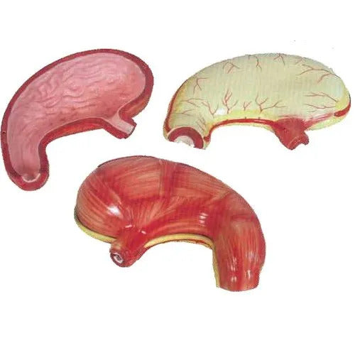 Stomach Model Delux Quality