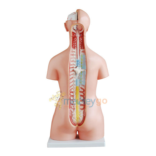 Unisex Torso 23 Parts 85 cm