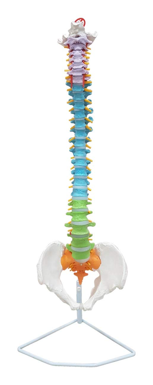 Vertebral Column Flexible, Didactic, Painted, Life Size 85 cm