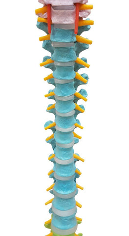 Vertebral Column Flexible, Didactic, Painted, Life Size 85 cm