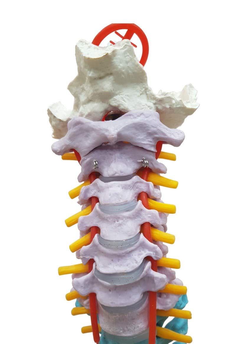 Vertebral Column Flexible, Didactic, Painted, Life Size 85 cm