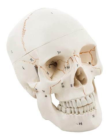 Human Skull Anatomy Model for Medical Students