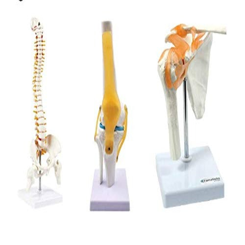 spine knee shoulder model combo