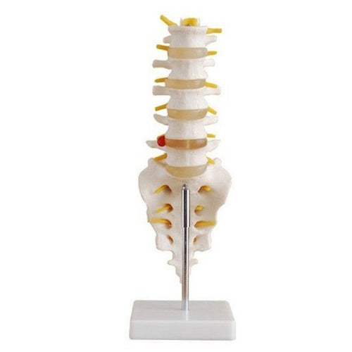spine model 5 lumbar vertebrae