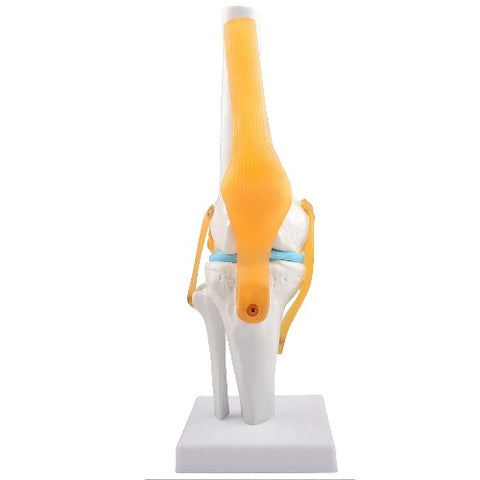 human knee model with ligaments
