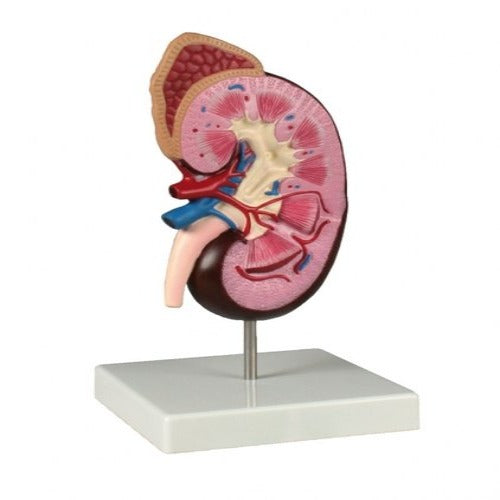 human kidney model delux