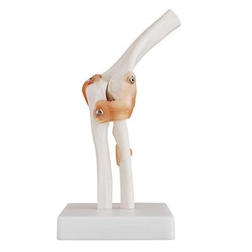 elbow joint model with ligaments