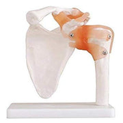 shoulder joint model