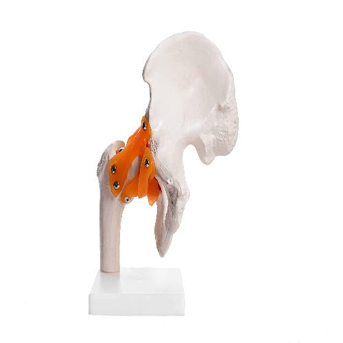 human hip joint model with ligaments