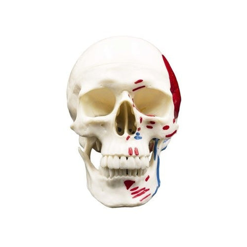 Human Skull With Colored And Painted Muscle