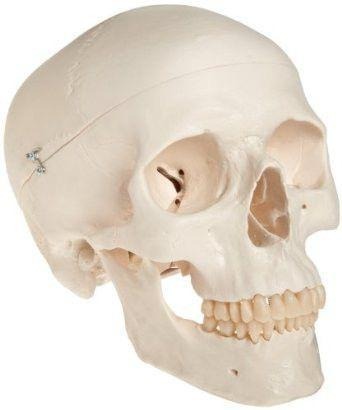 Adult Skull Model Life Size