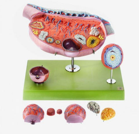 Ovary Model with 10 Positions Super Delux Quality