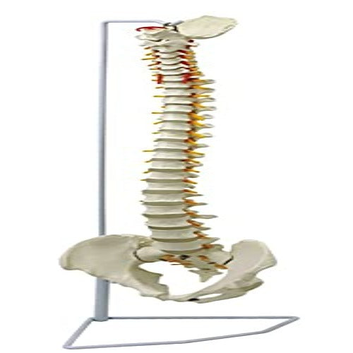 pertebral column flexible model life size PVC