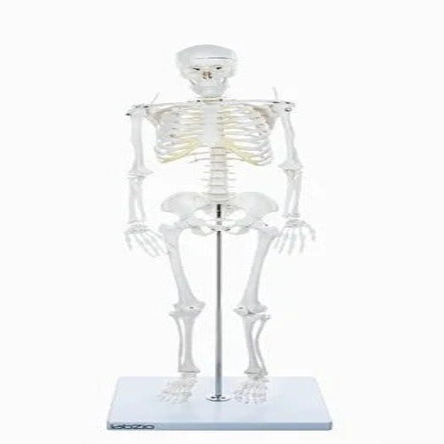 PVC skeleton medium size 85 cms