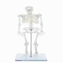 PVC skeleton medium size 85 cms