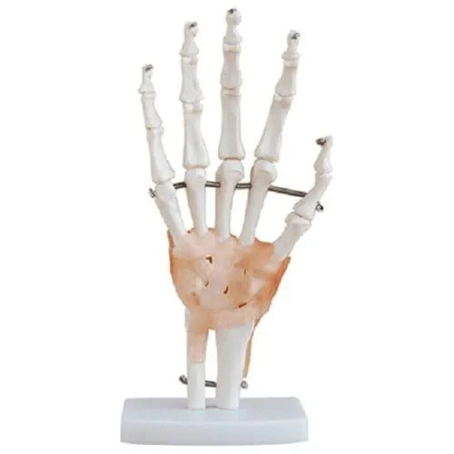 Hand Wrist Joint Model with Ligaments