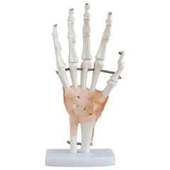 Hand Wrist Joint Model with Ligaments