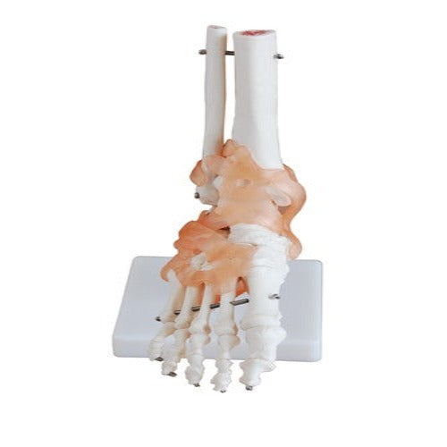 foot joint model with ligaments