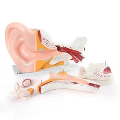 ear-model-giant