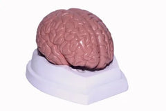 2 parts brain model