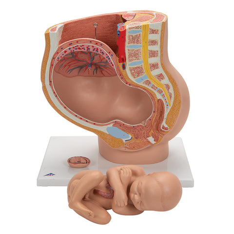 Human Pregnant Female Pelvis Section Model