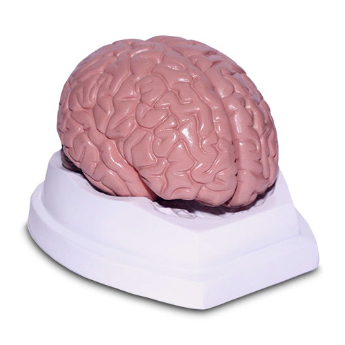 brain anatomy  human model