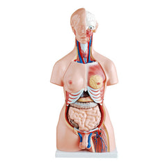 Unisex Torso 23 Parts 85 cm