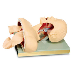 Airway Intubation Model