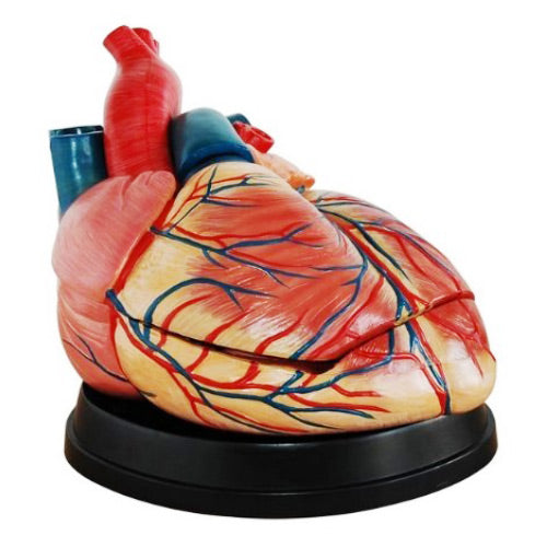Jumbo Heart Model For Medical