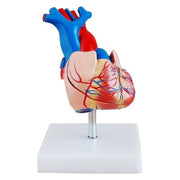 Life Size Heart Model 2 Parts