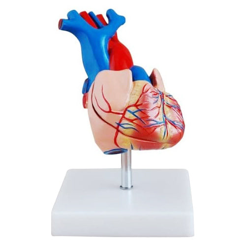 Life Size Heart Model 2 Parts