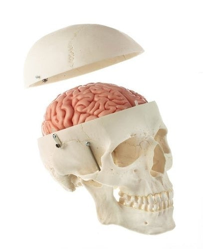 8 part brain